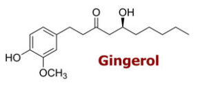 freeze dried ginger formula